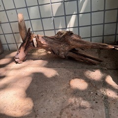 ②アクアリウム流木 大きめの画像