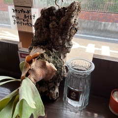ビカクシダの画像