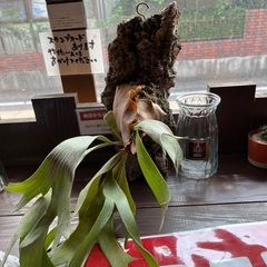 ビカクシダの画像