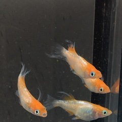 めだか🌺ハイビスカス🌺メダカの画像