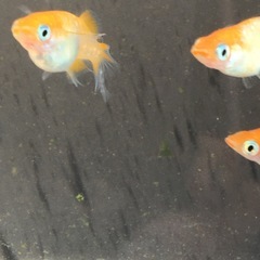 めだか🌺ハイビスカス🌺メダカの画像