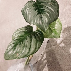 ■フィロデンドロン ソディロイの画像