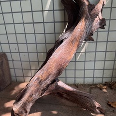 ③アクアリウム流木 大きめの画像