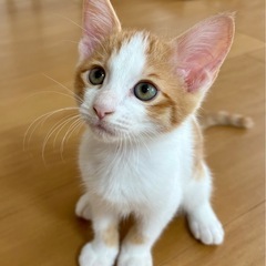6月11日生まれの甘えん坊の男の子です🐾