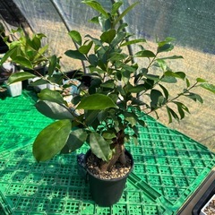 観葉植物 ガジュマル カジュマルの画像