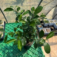 観葉植物 ガジュマル カジュマルの画像