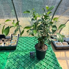 観葉植物 ガジュマル カジュマルの画像