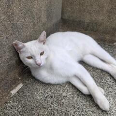 白猫🐱白ブチ猫 里親様募集です