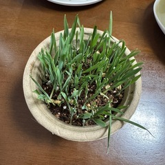 猫草の画像