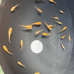 めだか、楊貴妃若魚約20匹、幹之成魚約10匹の画像