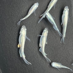 めだか、楊貴妃若魚約20匹、幹之成魚約10匹の画像