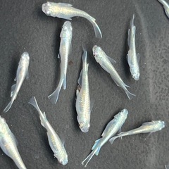 めだか、楊貴妃若魚約20匹、幹之成魚約10匹の画像