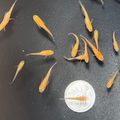 めだか、楊貴妃若魚約20匹、幹之成魚約10匹の画像