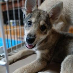 可愛い子犬の里親さん募集