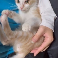 茶白男の子3ヶ月💕