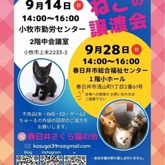 猫の譲渡会(K-2025-9)