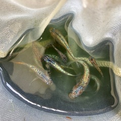 ⚠️次回、09/05(金)〜09/07(日)取引限定　★再開します🐟ネプチューン　メダカ５匹の画像