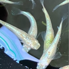 メダカ　スズラン　10匹の画像