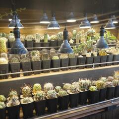★早い者勝ち★植物500円均一の画像