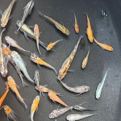 (受付け終了)メダカ　色々約35匹くらいの画像