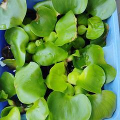 ホテイ草 水草の画像