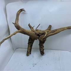 ①アクアリウム枝流木 の画像