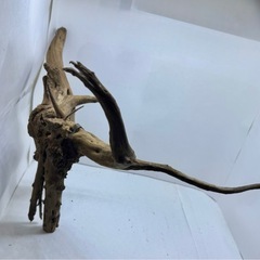 ①アクアリウム枝流木 の画像