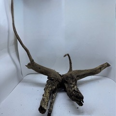 ①アクアリウム枝流木 の画像