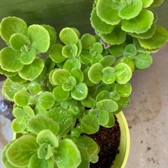 ハーブ アロマティカス おしゃれな鉢植え 小の画像