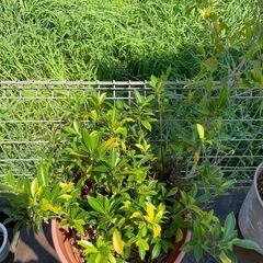 ガジュマル　鉢植えの画像