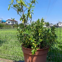 ガジュマル　鉢植えの画像