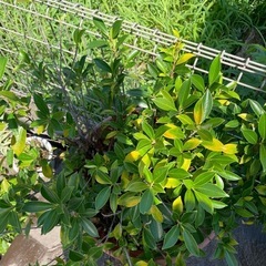 ガジュマル　鉢植えの画像