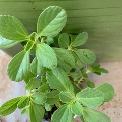 マンジェリコン 鉢植え ハーブ 飲めるお茶 小の画像