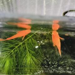朱赤ダルマ〜半ダルマメダカ 稚魚 5匹　の画像