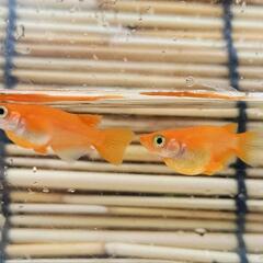 朱赤ダルマ〜半ダルマメダカ 稚魚 5匹　の画像