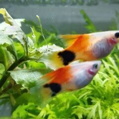 ハイフィンレッドバックミッキーマウスプラティの画像