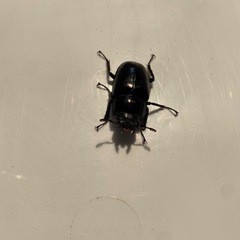 ギラファノコギリクワガタ　成虫ペアの画像