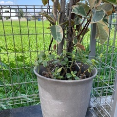 ゴムの木　鉢植えの画像