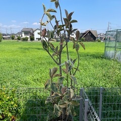 ゴムの木　鉢植えの画像