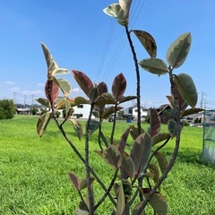 ゴムの木　鉢植えの画像