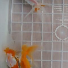 琉金3匹⑯の画像