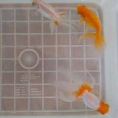 琉金3匹⑯の画像