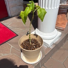 観葉植物🪴フィカスウンベラータ鉢7号サイズ❗️高さ47cm鉢込み‼️の画像
