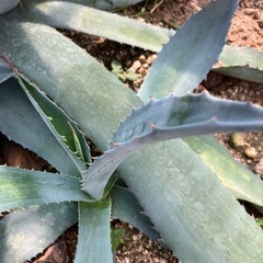 アガベ　マピサガ子株③取引完了の画像