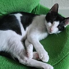 諸事情により飼えなくなってしまい新しい家族を探しています。
