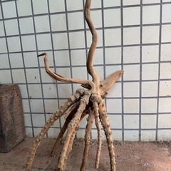 ⑤アクアリウム枝流木の画像