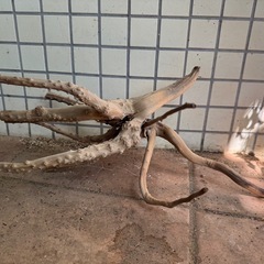 ⑤アクアリウム枝流木の画像