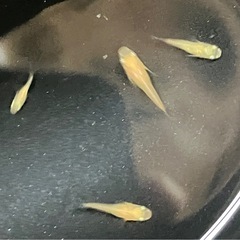 鶴崎楊貴妃ダルマメダカ４匹の画像