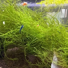 スーパーブルーブルベットシュリンプの画像