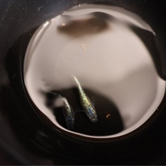 メダカ　ネプチューン　ペアの画像